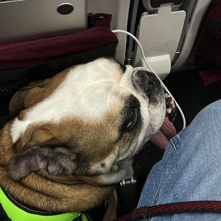 Lion, bulldogue inglês, na cabine do avião rumo aos Estados Unidos