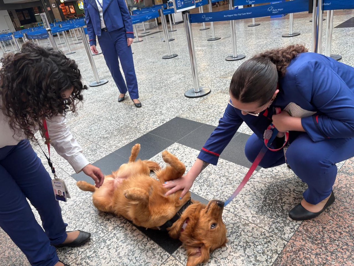 Vic, golden retriever, recebendo carinho da equipe no aeroporto de Porto Alegre